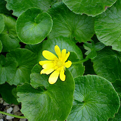 Ranunculus ficaria subsp. ficariiformis.<br>Photographer: Peter J de Lange, Licence: <a target='_blank' href='https://creativecommons.org/licenses/by-nc/4.0'>CC BY-NC</a>. <a class='member-message' href='/nzpcn/why-join-nzpcn/' target='_blank'>Members can view a larger version of this image.</a>