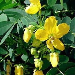 Senna pendula