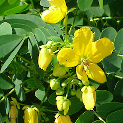 Senna pendula.<br>Photographer: Peter J de Lange, Licence: <a target='_blank' href='https://creativecommons.org/licenses/by-nc/4.0'>CC BY-NC</a>. <a class='member-message' href='/nzpcn/why-join-nzpcn/' target='_blank'>Members can view a larger version of this image.</a>