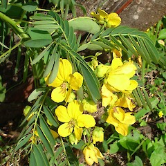 Senna pendula.<br>Photographer: Peter J de Lange, Licence: <a target='_blank' href='https://creativecommons.org/licenses/by-nc/4.0'>CC BY-NC</a>. <a class='member-message' href='/nzpcn/why-join-nzpcn/' target='_blank'>Members can view a larger version of this image.</a>