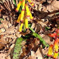 Lachenalia.<br>Photographer: Peter J de Lange, Licence: <a target='_blank' href='https://creativecommons.org/licenses/by-nc/4.0'>CC BY-NC</a>.