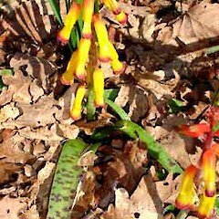 Lachenalia aloides