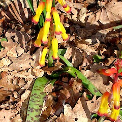 Lachenalia aloides.<br>Photographer: Peter J de Lange, Licence: <a target='_blank' href='https://creativecommons.org/licenses/by-nc/4.0'>CC BY-NC</a>. <a class='member-message' href='/nzpcn/why-join-nzpcn/' target='_blank'>Members can view a larger version of this image.</a>