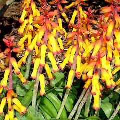 Lachenalia aloides.<br>Photographer: Peter J de Lange, Licence: <a target='_blank' href='https://creativecommons.org/licenses/by-nc/4.0'>CC BY-NC</a>. <a class='member-message' href='/nzpcn/why-join-nzpcn/' target='_blank'>Members can view a larger version of this image.</a>