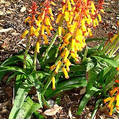 Lachenalia aloides.<br>Photographer: Peter J de Lange, Licence: <a target='_blank' href='https://creativecommons.org/licenses/by-nc/4.0'>CC BY-NC</a>. <a class='member-message' href='/nzpcn/why-join-nzpcn/' target='_blank'>Members can view a larger version of this image.</a>