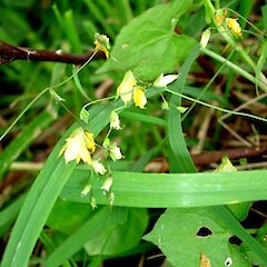 Melasphaerula graminea
