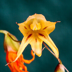 Front-on view of flower. Bastia Hill, Whanganui. Sep 2012.<br>Photographer: Colin C. Ogle, Licence: <a target='_blank' href='https://creativecommons.org/licenses/by-nc/4.0'>CC BY-NC</a>. <a class='member-message' href='/nzpcn/why-join-nzpcn/' target='_blank'>Members can view a larger version of this image.</a>