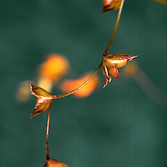 Fruit. Bastia Hill, Whanganui. Sep 2012.<br>Photographer: Colin C. Ogle, Licence: <a target='_blank' href='https://creativecommons.org/licenses/by-nc/4.0'>CC BY-NC</a>. <a class='member-message' href='/nzpcn/why-join-nzpcn/' target='_blank'>Members can view a larger version of this image.</a>