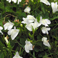 Bastia Hill, Wanganui. Sep 2006.<br>Photographer: Ian Bell, Licence: <a target='_blank' href='https://creativecommons.org/licenses/by-nc/4.0'>CC BY-NC</a>.