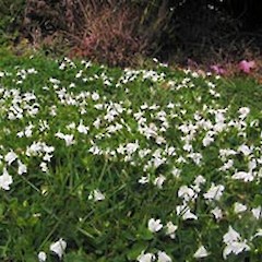 Bastia Hill, Wanganui. Sep 2006.<br>Photographer: Ian Bell, Licence: <a target='_blank' href='https://creativecommons.org/licenses/by-nc/4.0'>CC BY-NC</a>.