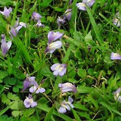 Bastia Hill, Wanganui. Sep 2006.<br>Photographer: Ian Bell, Licence: <a target='_blank' href='https://creativecommons.org/licenses/by-nc/4.0'>CC BY-NC</a>.