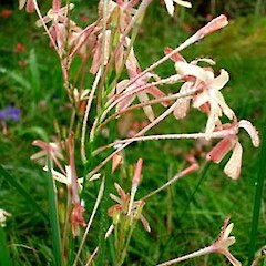Ixia paniculata
