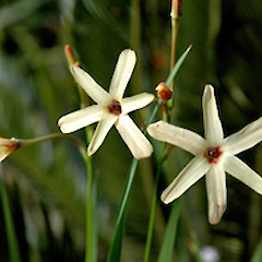 Garden, ex-Airport Road, Whanganui. Nov 2003.<br>Photographer: Colin C. Ogle, Licence: <a target='_blank' href='https://creativecommons.org/licenses/by-nc/4.0'>CC BY-NC</a>.