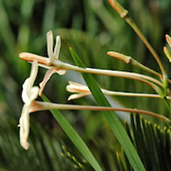 Showing long corolla tube; garden, ex-Airport Rd, Whanganui. Nov 2003.<br>Photographer: Colin C. Ogle, Licence: <a target='_blank' href='https://creativecommons.org/licenses/by-nc/4.0'>CC BY-NC</a>.