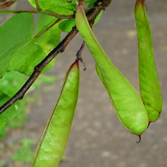 Fruit. Nov 2006.<br>Photographer: Peter J de Lange, Licence: <a target='_blank' href='https://creativecommons.org/licenses/by-nc/4.0'>CC BY-NC</a>.
