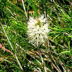 Melaleuca armillaris