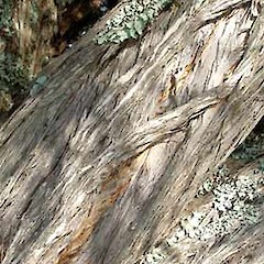 Bark. May 2007.<br>Photographer: Peter J de Lange, Licence: <a target='_blank' href='https://creativecommons.org/licenses/by-nc/4.0'>CC BY-NC</a>.