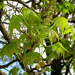 Liquidambar styraciflua