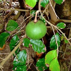 Oncoba spinosa