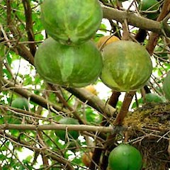 Fruit. Oct 2006.<br>Photographer: Peter J de Lange, Licence: <a target='_blank' href='https://creativecommons.org/licenses/by-nc/4.0'>CC BY-NC</a>.