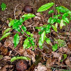 Sapling and old fruit. Oct 2006.<br>Photographer: Peter J de Lange, Licence: <a target='_blank' href='https://creativecommons.org/licenses/by-nc/4.0'>CC BY-NC</a>.