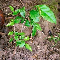Sapling. Oct 2006.<br>Photographer: Jeremy R. Rolfe, Licence: <a target='_blank' href='https://creativecommons.org/licenses/by/4.0'>CC BY</a>.