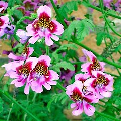 Schizanthus pinnatus