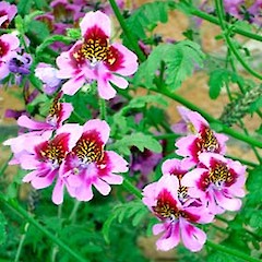 Schizanthus pinnatus close up of flowers, Auckland Domain.<br>Photographer: Peter J de Lange, Date taken: 21/10/2006, Licence: <a target='_blank' href='https://creativecommons.org/licenses/by-nc/4.0'>CC BY-NC</a>.