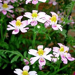 Schizanthus pinnatus close up of flowers, Auckland Domain.<br>Photographer: Peter J de Lange, Date taken: 21/10/2006, Licence: <a target='_blank' href='https://creativecommons.org/licenses/by-nc/4.0'>CC BY-NC</a>.