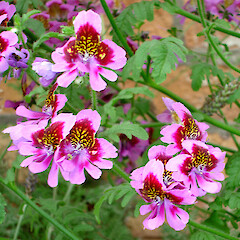 Schizanthus pinnatus.<br>Photographer: Peter J de Lange, Licence: <a target='_blank' href='https://creativecommons.org/licenses/by-nc/4.0'>CC BY-NC</a>. <a class='member-message' href='/nzpcn/why-join-nzpcn/' target='_blank'>Members can view a larger version of this image.</a>