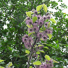 Broussonetia papyrifera (in cultivation) - Auckland University.<br>Photographer: Mike Wilcox, Date taken: 20/10/2004, Licence: All rights reserved. <a class='member-message' href='/nzpcn/why-join-nzpcn/' target='_blank'>Members can view a larger version of this image.</a>