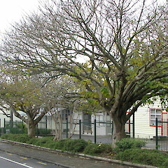 Broussonetia papyrifera - High St., Otahuhu.<br>Photographer: Mike Wilcox, Date taken: 18/07/2008, Licence: All rights reserved. <a class='member-message' href='/nzpcn/why-join-nzpcn/' target='_blank'>Members can view a larger version of this image.</a>