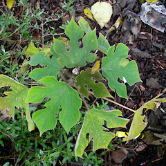 Broussonetia papyrifera - High St., Otahuhu.<br>Photographer: Mike Wilcox, Date taken: 18/07/2008, Licence: All rights reserved. <a class='member-message' href='/nzpcn/why-join-nzpcn/' target='_blank'>Members can view a larger version of this image.</a>