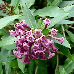 Close up of flowers, under St Lukes Railway Bridge, Mt Albert, Auckland.<br>Photographer: Peter J de Lange, Date taken: 21/10/2006, Licence: <a target='_blank' href='https://creativecommons.org/licenses/by-nc/4.0'>CC BY-NC</a>.