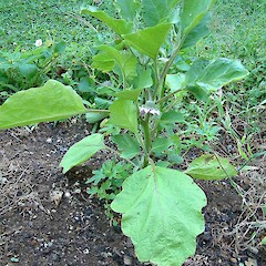 Solanum melongena L.<br>Photographer: John Smith-Dodsworth, Licence: <a target='_blank' href='https://creativecommons.org/licenses/by-nc/4.0'>CC BY-NC</a>. <a class='member-message' href='/nzpcn/why-join-nzpcn/' target='_blank'>Members can view a larger version of this image.</a>