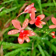 Freesia laxa close up of flowers, Upper Oakley Creek, Auckland.<br>Photographer: Peter J de Lange, Date taken: 21/10/2006, Licence: <a target='_blank' href='https://creativecommons.org/licenses/by-nc/4.0'>CC BY-NC</a>.
