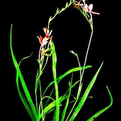 Freesia laxa plants, Upper Oakley Creek, Auckland.<br>Photographer: Peter J de Lange, Date taken: 21/10/2006, Licence: <a target='_blank' href='https://creativecommons.org/licenses/by-nc/4.0'>CC BY-NC</a>.