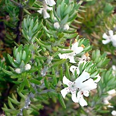 Westringia fruticosa close up of flowers (wild plant), Western Springs, Auckland.<br>Photographer: Peter J de Lange, Date taken: 01/11/2006, Licence: <a target='_blank' href='https://creativecommons.org/licenses/by-nc/4.0'>CC BY-NC</a>.