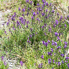 Roadside near Levin.<br>Photographer: Jeremy R. Rolfe, Date taken: 24/11/2014, Licence: <a target='_blank' href='https://creativecommons.org/licenses/by/4.0'>CC BY</a>. <a class='member-message' href='/nzpcn/why-join-nzpcn/' target='_blank'>Members can view a larger version of this image.</a>