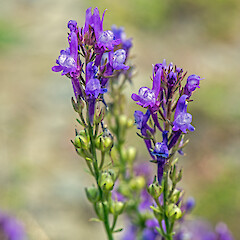 Roadside near Levin.<br>Photographer: Jeremy R. Rolfe, Date taken: 24/11/2014, Licence: <a target='_blank' href='https://creativecommons.org/licenses/by/4.0'>CC BY</a>. <a class='member-message' href='/nzpcn/why-join-nzpcn/' target='_blank'>Members can view a larger version of this image.</a>