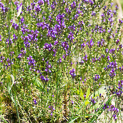 Roadside near Levin.<br>Photographer: Jeremy R. Rolfe, Date taken: 24/11/2014, Licence: <a target='_blank' href='https://creativecommons.org/licenses/by/4.0'>CC BY</a>. <a class='member-message' href='/nzpcn/why-join-nzpcn/' target='_blank'>Members can view a larger version of this image.</a>