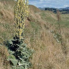 Papamoa Hills Cultural Heritage Regional Park. Apr 2007.<br>Photographer: John F. Hobbs, Licence: All rights reserved.