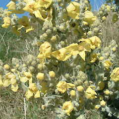 Verbascum pulverulentum.<br>Photographer: John F. Hobbs, Licence: All rights reserved. <a class='member-message' href='/nzpcn/why-join-nzpcn/' target='_blank'>Members can view a larger version of this image.</a>
