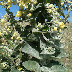 Verbascum pulverulentum.<br>Photographer: John F. Hobbs, Licence: All rights reserved. <a class='member-message' href='/nzpcn/why-join-nzpcn/' target='_blank'>Members can view a larger version of this image.</a>