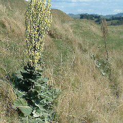 Verbascum pulverulentum.<br>Photographer: John F. Hobbs, Licence: All rights reserved. <a class='member-message' href='/nzpcn/why-join-nzpcn/' target='_blank'>Members can view a larger version of this image.</a>