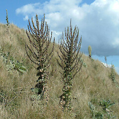 Verbascum pulverulentum.<br>Photographer: John F. Hobbs, Licence: All rights reserved. <a class='member-message' href='/nzpcn/why-join-nzpcn/' target='_blank'>Members can view a larger version of this image.</a>