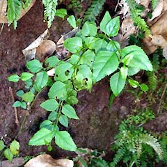 Halleria lucida
