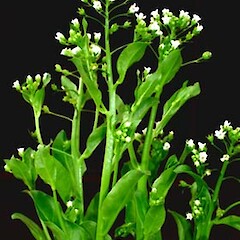 Samolus valerandii