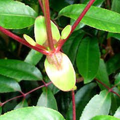 Stipules. Auckland. Nov 2006.<br>Photographer: Peter J de Lange, Licence: <a target='_blank' href='https://creativecommons.org/licenses/by-nc/4.0'>CC BY-NC</a>.