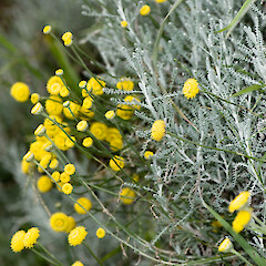 Seaview, Lower Hutt. (?planted).<br>Photographer: Jeremy R. Rolfe, Date taken: 09/12/2006, Licence: <a target='_blank' href='https://creativecommons.org/licenses/by/4.0'>CC BY</a>. <a class='member-message' href='/nzpcn/why-join-nzpcn/' target='_blank'>Members can view a larger version of this image.</a>